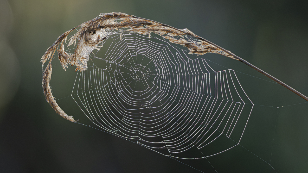 Dewy Web