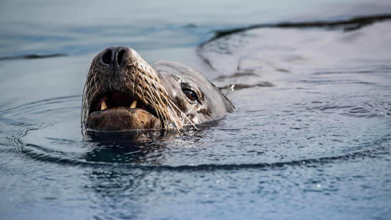Sea Lion Smile