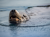Sea Lion Smile