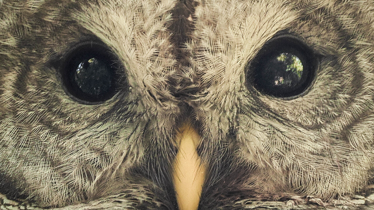The Quiet Observer