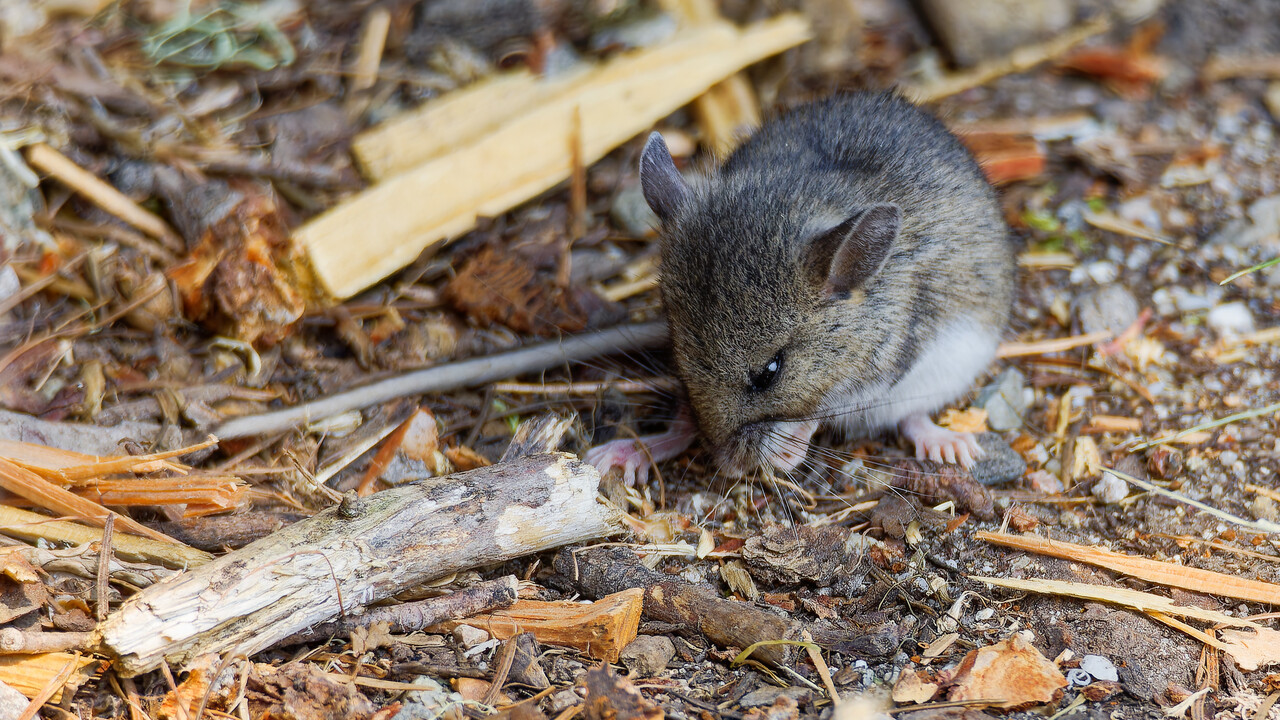 North American Deermouse