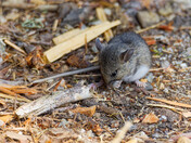 North American Deermouse