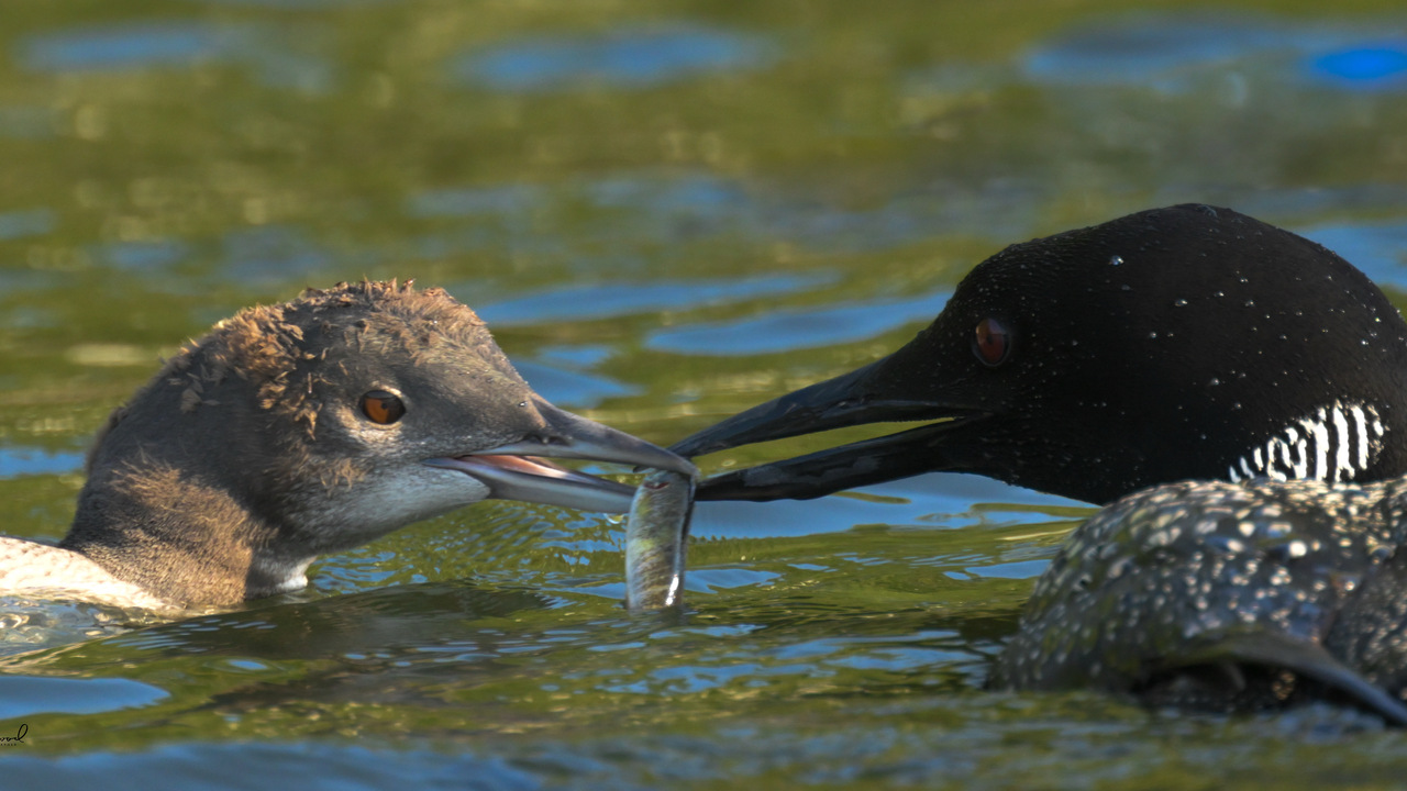 Loon Feeding It’s a Loonlet A Minnow