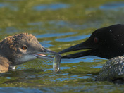 Loon Feeding It’s Loonlet A Minnow