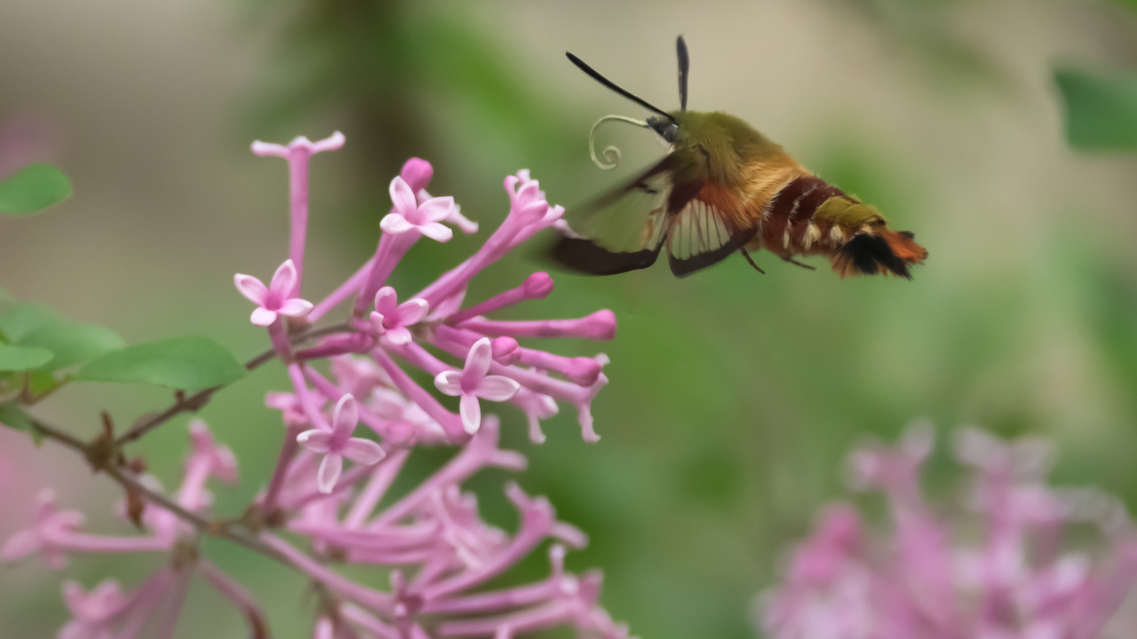 Elusive Hummingbird Moth 