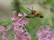 Elusive Hummingbird Moth 