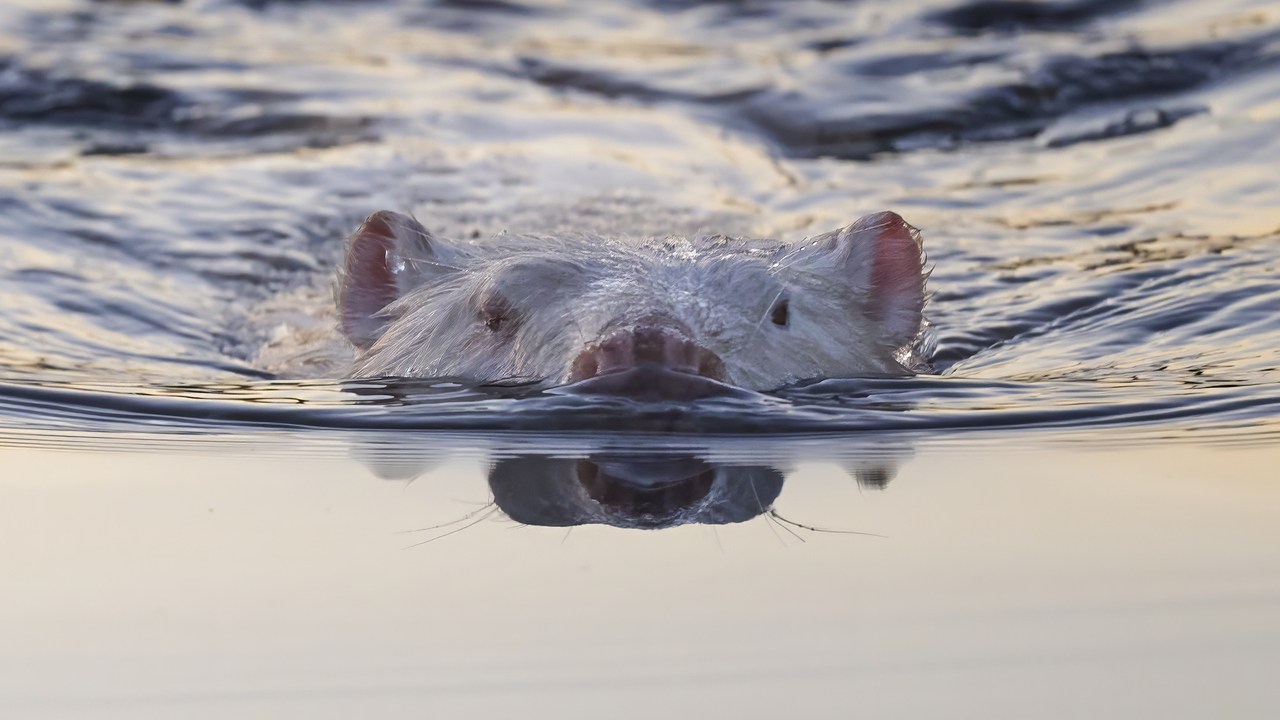 A Very Rare White Beaver 
