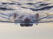 A Very Rare White Beaver 