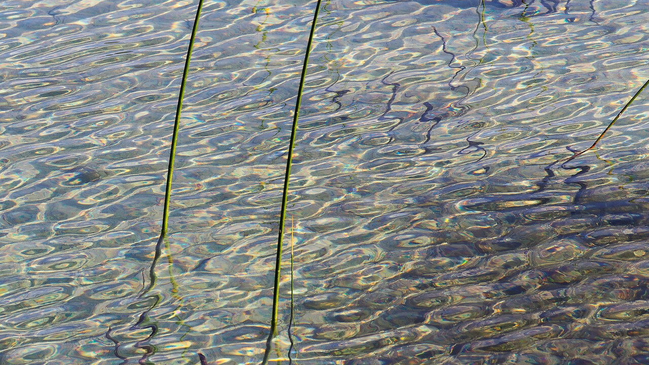 Reeds in lake