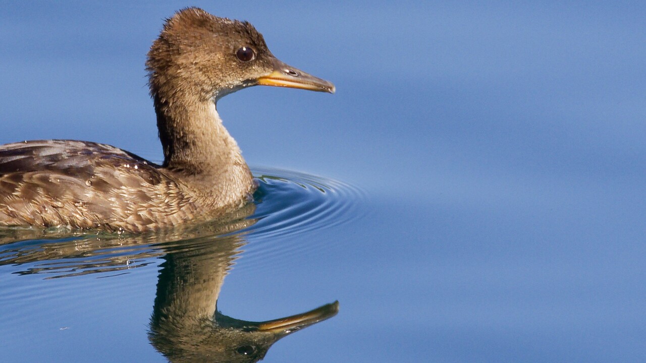 Juvenile Hooded Merganser