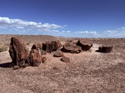 Petrified Forest National Park