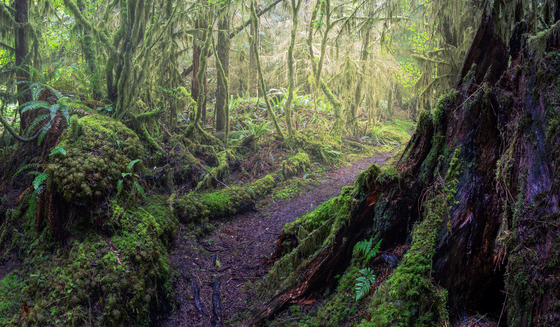 Olympic National Park