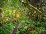 Olympic National Park