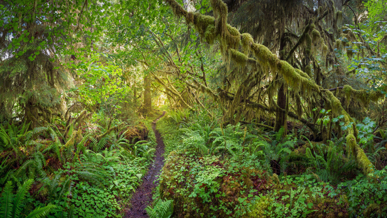 Olympic National Park