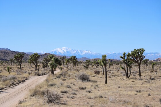 Joshua Tree National Park