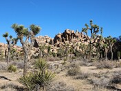 Joshua Tree National Park