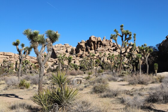 Joshua Tree National Park