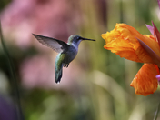 Summer's Last Breath