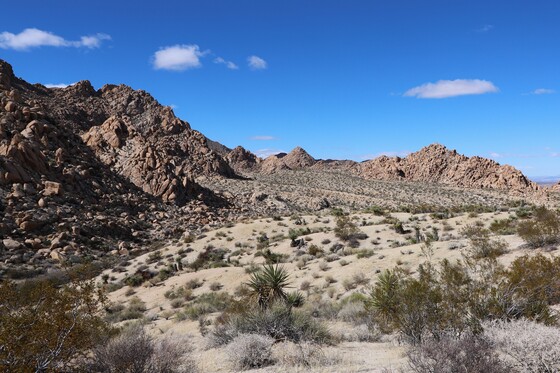 Joshua Tree National Park