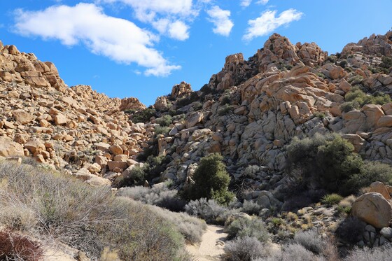 Joshua Tree National Park