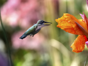 Summer's Last Breath