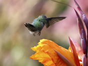 Summer's Last Breath