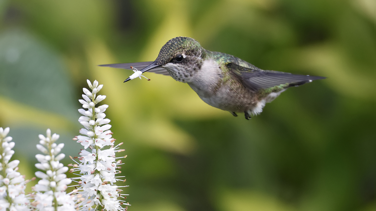 Crowned in Flight