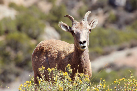 Bighorn Canyon National Recreation Area
