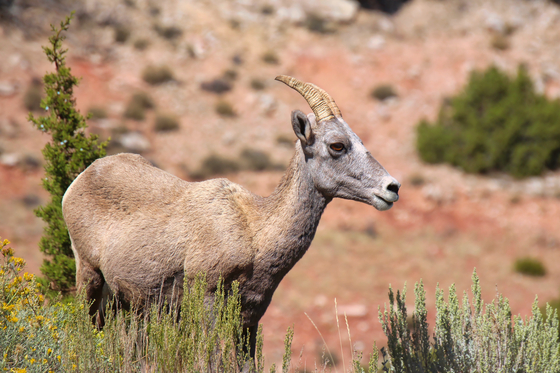 Bighorn Canyon National Recreation Area 