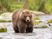 Katmai National Park & Preserve