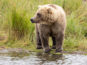 Katmai National Park & Preserve
