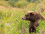Katmai National Park & Preserve