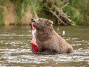 Katmai National Park & Preserve