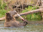 Katmai National Park & Preserve