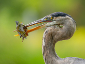 Great blue heron's Fin-Tastic catch 🪝