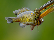 Great blue heron's Fin-Tastic catch 🪝