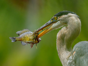 Great blue heron's Fin-Tastic catch 🪝