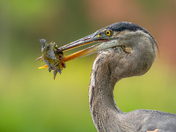 Great blue heron's Fin-Tastic catch 🪝