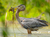 Great blue heron's Fin-Tastic catch 🪝