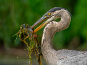 Great blue heron's Fin-Tastic catch 🪝