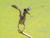 Green heron busting a move 