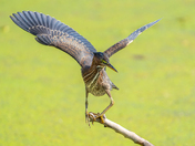 Green heron busting a move 