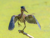 Green heron busting a move 
