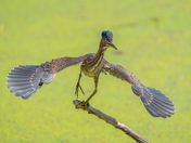 Green heron busting a move 