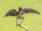 Green heron busting a move 