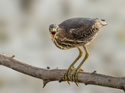 This green heron has a lot to say