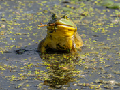 Frog eating a frog 🐸