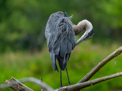 Great blue heron on a rainy day 