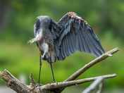 Great blue heron 