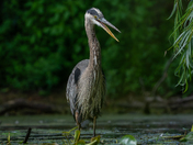 Great blue heron 